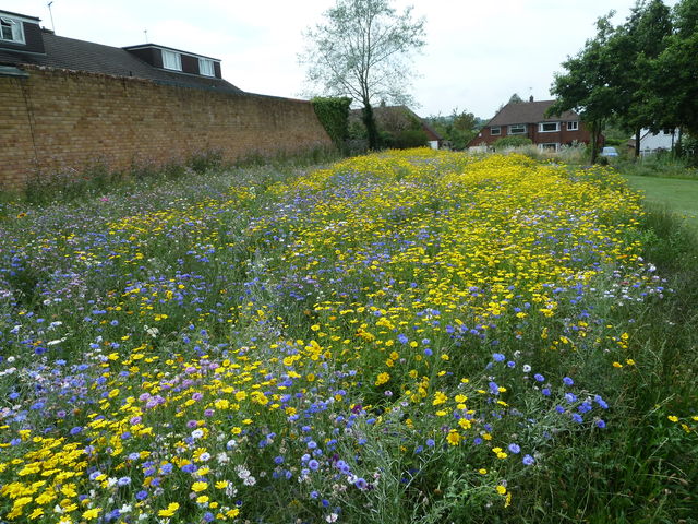 wildflowers