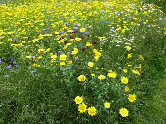 wildflowers