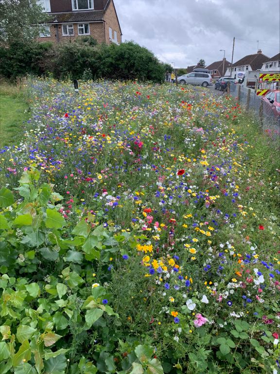 wildflowers