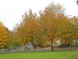 Autumn in the Park