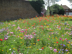 Summer in the Park